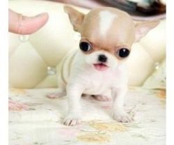 Potty- Teacup Chihuahua Puppies