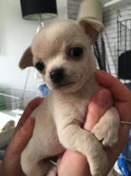 Tea Cup Chihuahua Puppies For Sale