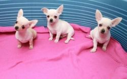 Awesome Chihuahua Male and Females