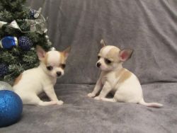 smooth coated Chihuahua puppy's