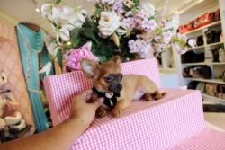 Teacup Chihuahua All Colors