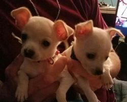 Chihuahua Twins