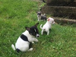 adorable Chihuahua puppies available