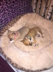 Male and Female Chihuahua Puppies