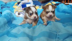 *~akc chihuahua puppies ready mid august~*