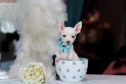 Super Cute Chihuahuas