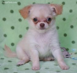 Gorgeous Chihuahua puppies available