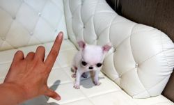 tea cup chihuahua pups available