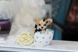 Beautiful Teacup Chihuahuas