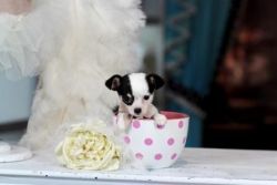 Lovable Tiny Chihuahuas - Puppy Financing!!!!