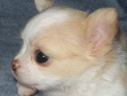 Looking For A Caring Home For My Chihuahua Puppies