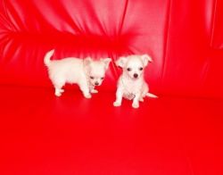 We Have 14 Puppies Total Chihuahua Pups Ready
