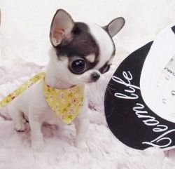 Stunning litter of teacup Chihuahua Puppies