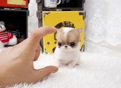 Teacup Chihuahua Puppies for your homes