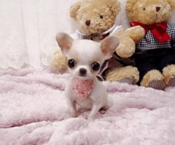 Full Teacup Chihuahua Puppies