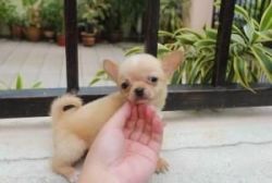 Super Cute Chihuahua Puppies for Adoption
