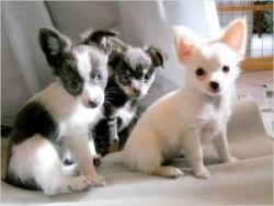 Teacup Chihuahua puppies (12 weeks)