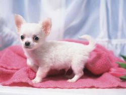 Teacup Chihuahua Puppies hand raised
