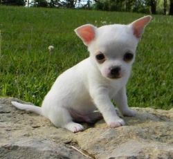 AKC registered Chihuahua pups