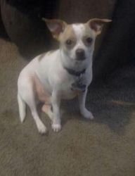 Handsome Purebred Male Chihuahua Puppy