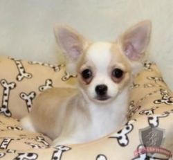 Chihuahua Puppies.(xxx) xxx-xxx5