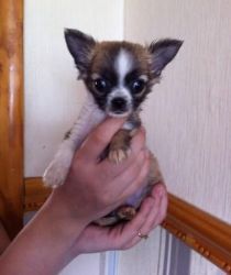 Kc Registard Long Haired Chihuahua Pups