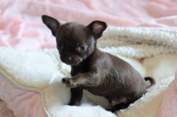 Cute Chihuahua for slae