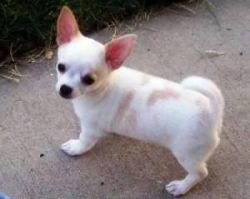 Chihuahua Puppies Awaiting Adoption