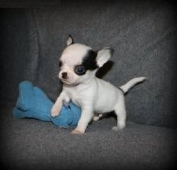 Adorable male chihuahua ready for adoption
