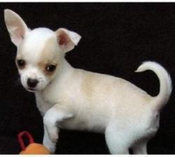 Lovely Chihuahua puppies ready for adoption