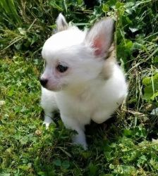 Chihuahua Puppies Ready For Their New Home