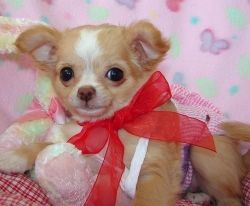 Pedigree Chihuahua Puppies For Sale
