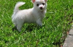 AKC registered chihuahua puppies