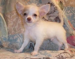 Gorgeous Chihuahua Puppies For Adoption