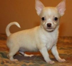 Extremely Beautiful Chihuahua Puppies For Sale
