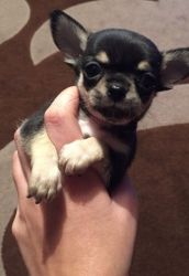 nice one this chihuahua pups ready