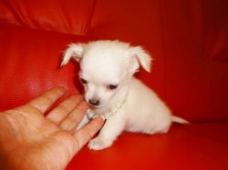 top level lovely chihuahua puppy available