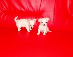 very playful male and female chihuahua