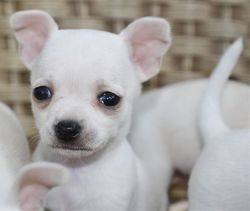 gorgeous chichuahua puppies available