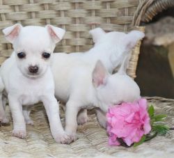 cute chihuahua puppies for lovely homes