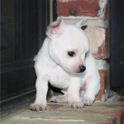 male beautiful chihuahua puppy ready to go