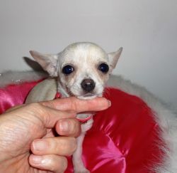 Registered Long Coat Chihuahua Puppies