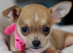 Super Tiny Chihuahua Puppies!!!! We Ship!!!