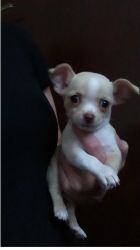 Gorgeous Cream Boy Chihuahua Pup For Sale