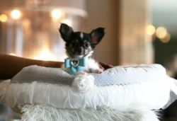 Gorgeous Tiny Chihuahua Puppies for Sale!