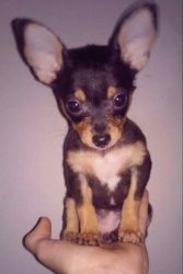 Mini Chihuahua