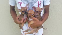 Tiny Chihuahua puppies