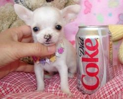 Beautiful Small Chihuahua Puppies