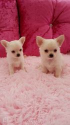 Beautiful Kc Reg Long Coat Chihuahua Pups