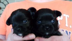Beautiful Long Haired Chihuahua Pups For Sale